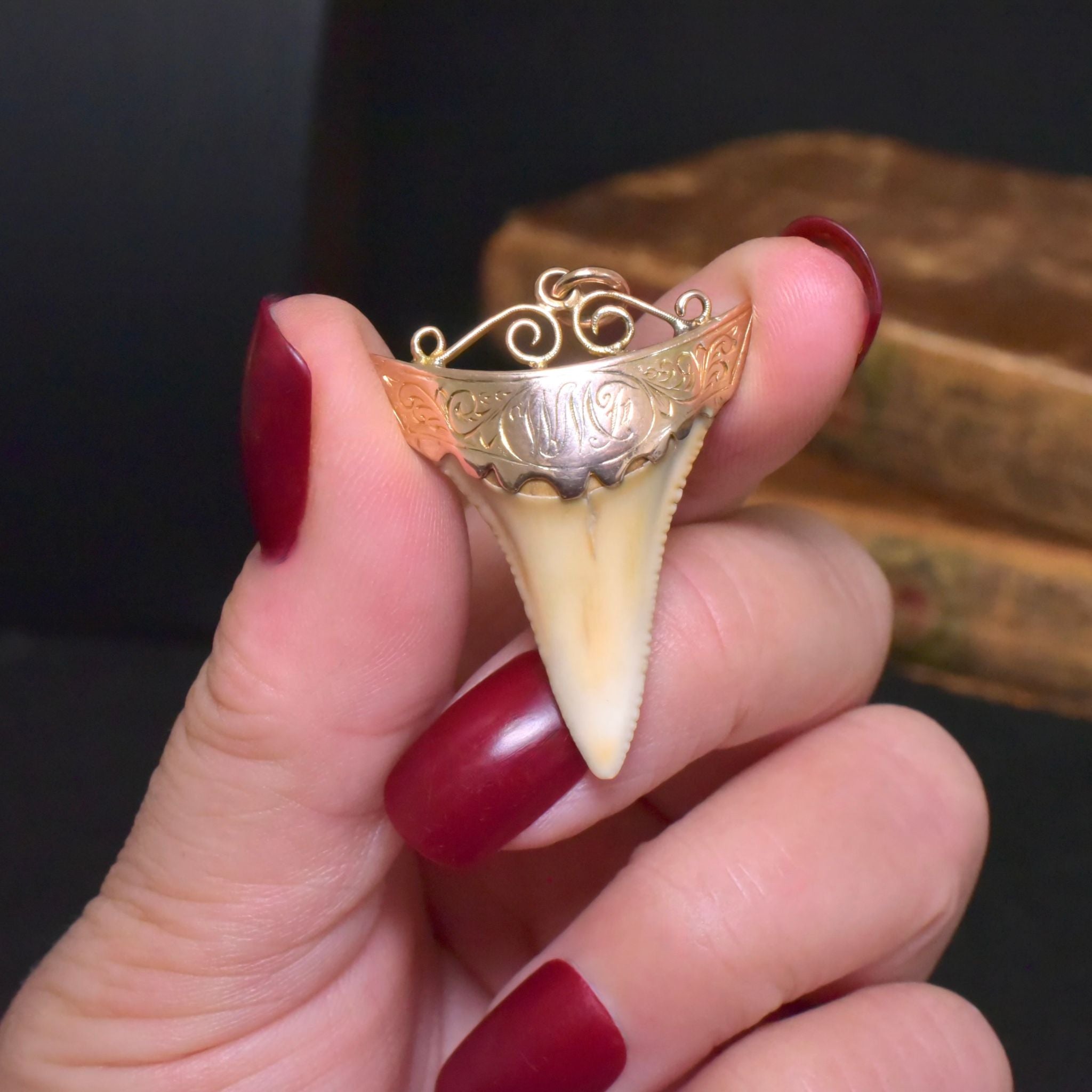 Antique Edwardian Australian 9ct Rose Gold Sharks Tooth Pendant - John Perryman / E.M Perryman, Adelaide Circa 1905-1910