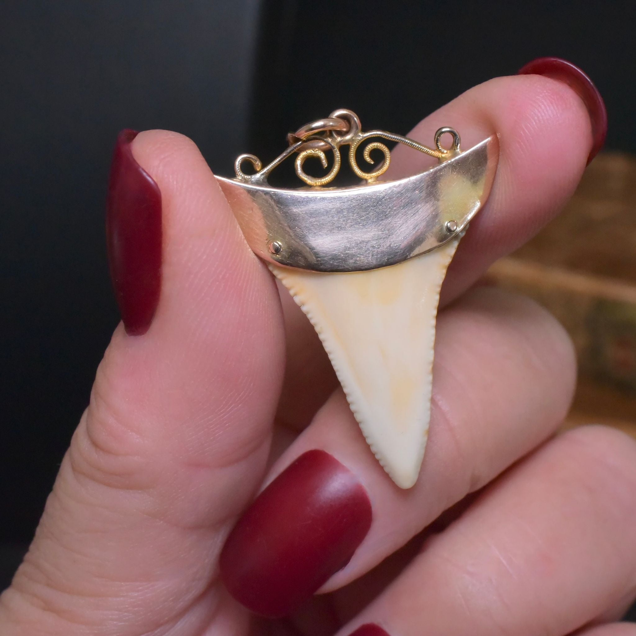 Antique Edwardian Australian 9ct Rose Gold Sharks Tooth Pendant - John Perryman / E.M Perryman, Adelaide Circa 1905-1910