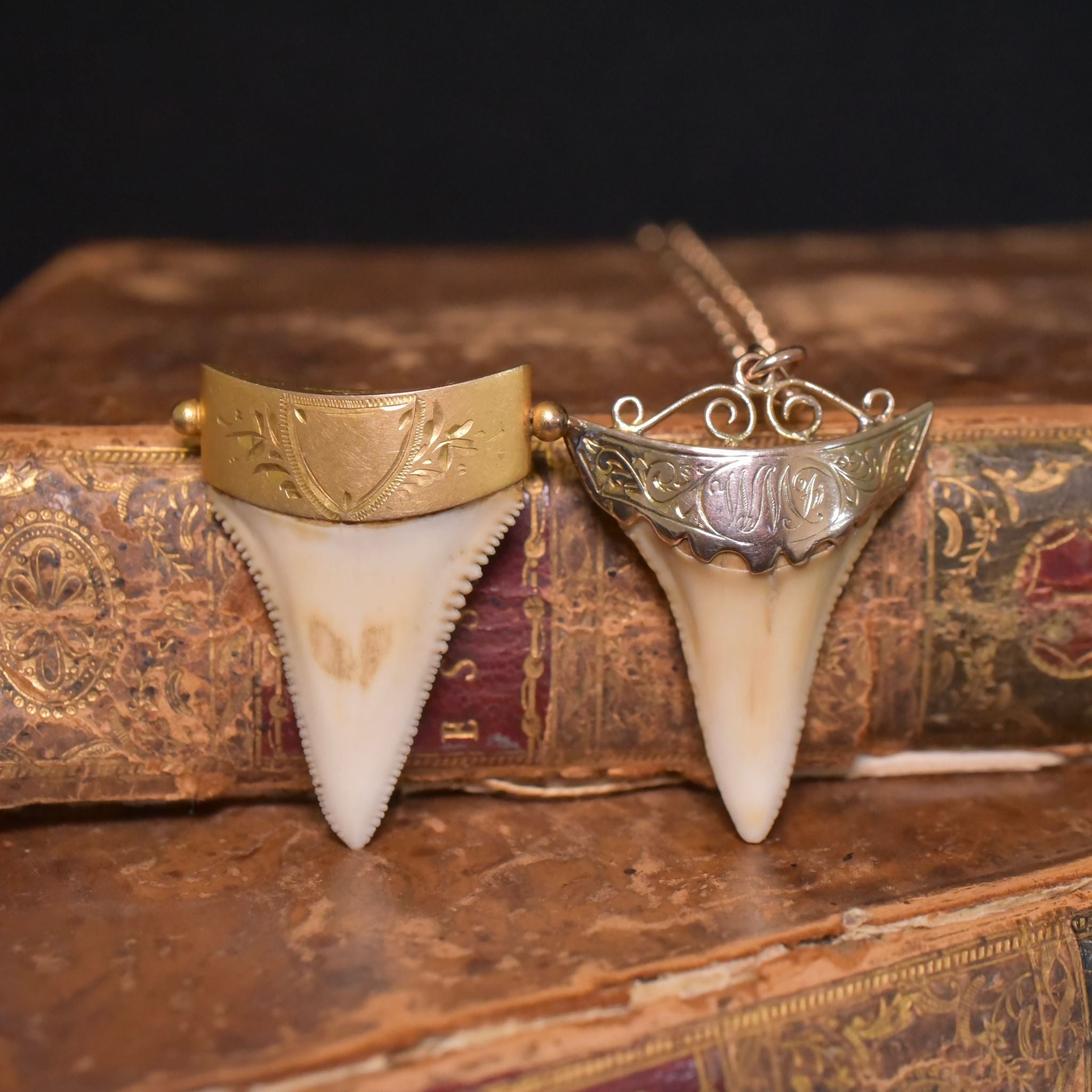 Antique Edwardian Australian 9ct Rose Gold Sharks Tooth Pendant - John Perryman / E.M Perryman, Adelaide Circa 1905-1910