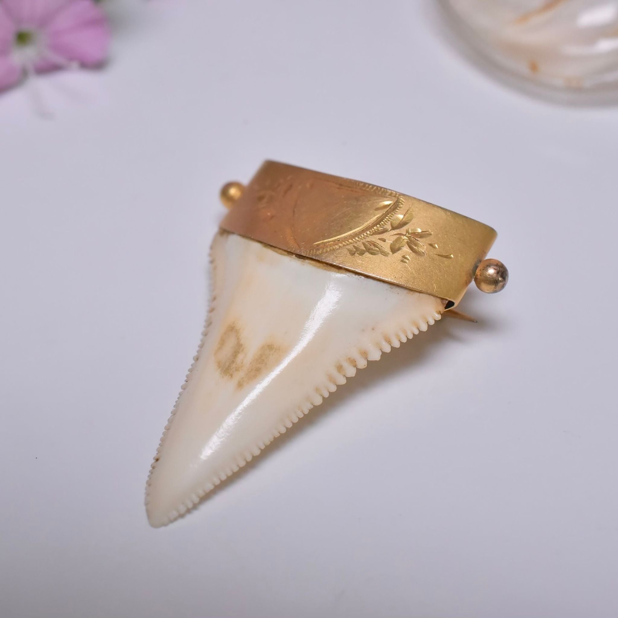 Antique Australian 9ct Gold Large Sharks Tooth Brooch By C. Piers - South Australia Circa 1900-1910