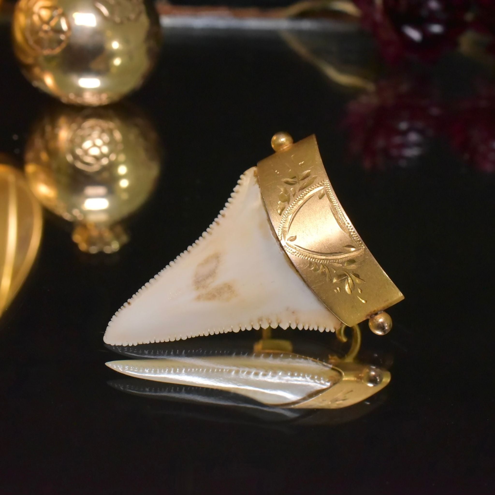 Antique Australian 9ct Gold Large Sharks Tooth Brooch By C. Piers - South Australia Circa 1900-1910