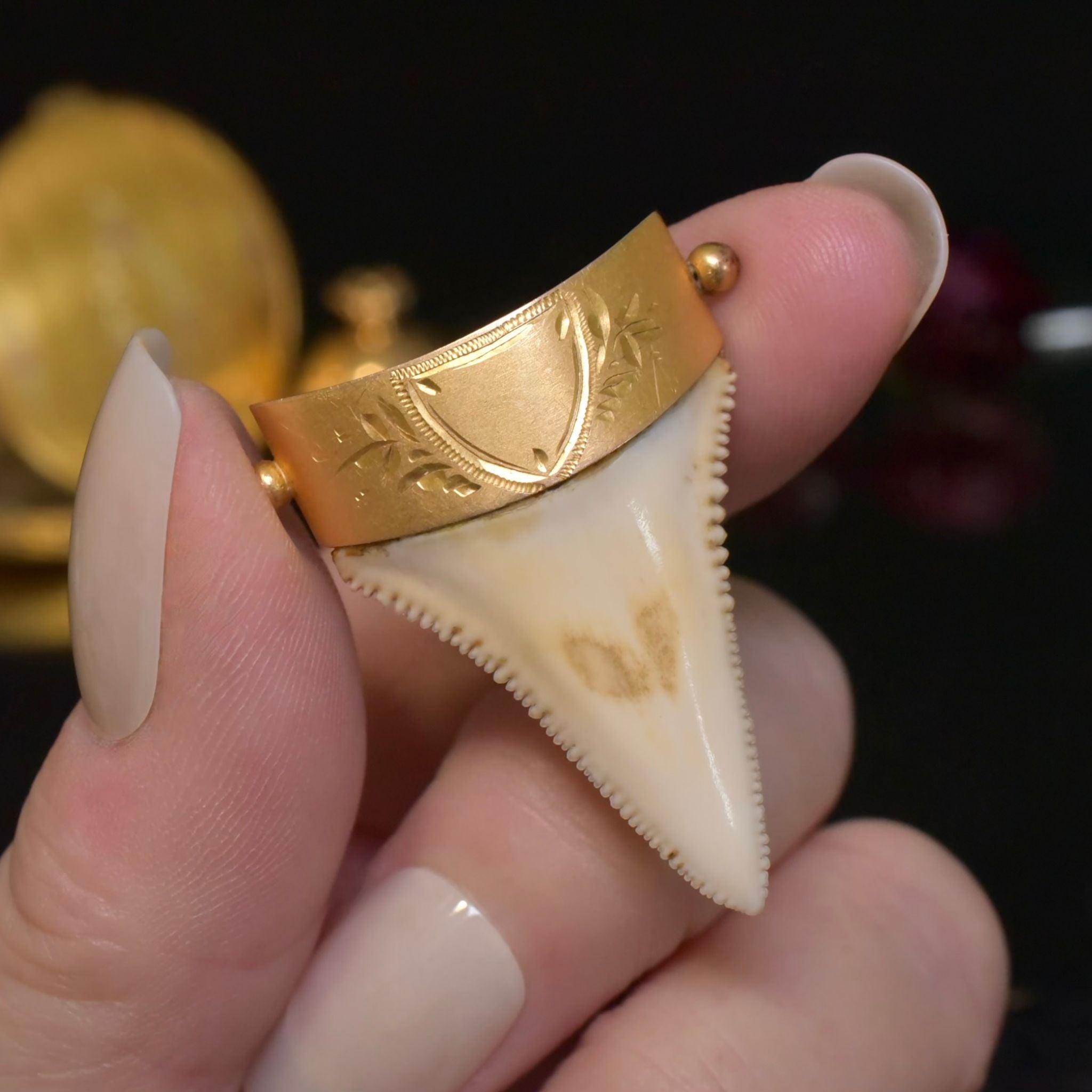Antique Australian 9ct Gold Large Sharks Tooth Brooch By C. Piers - South Australia Circa 1900-1910