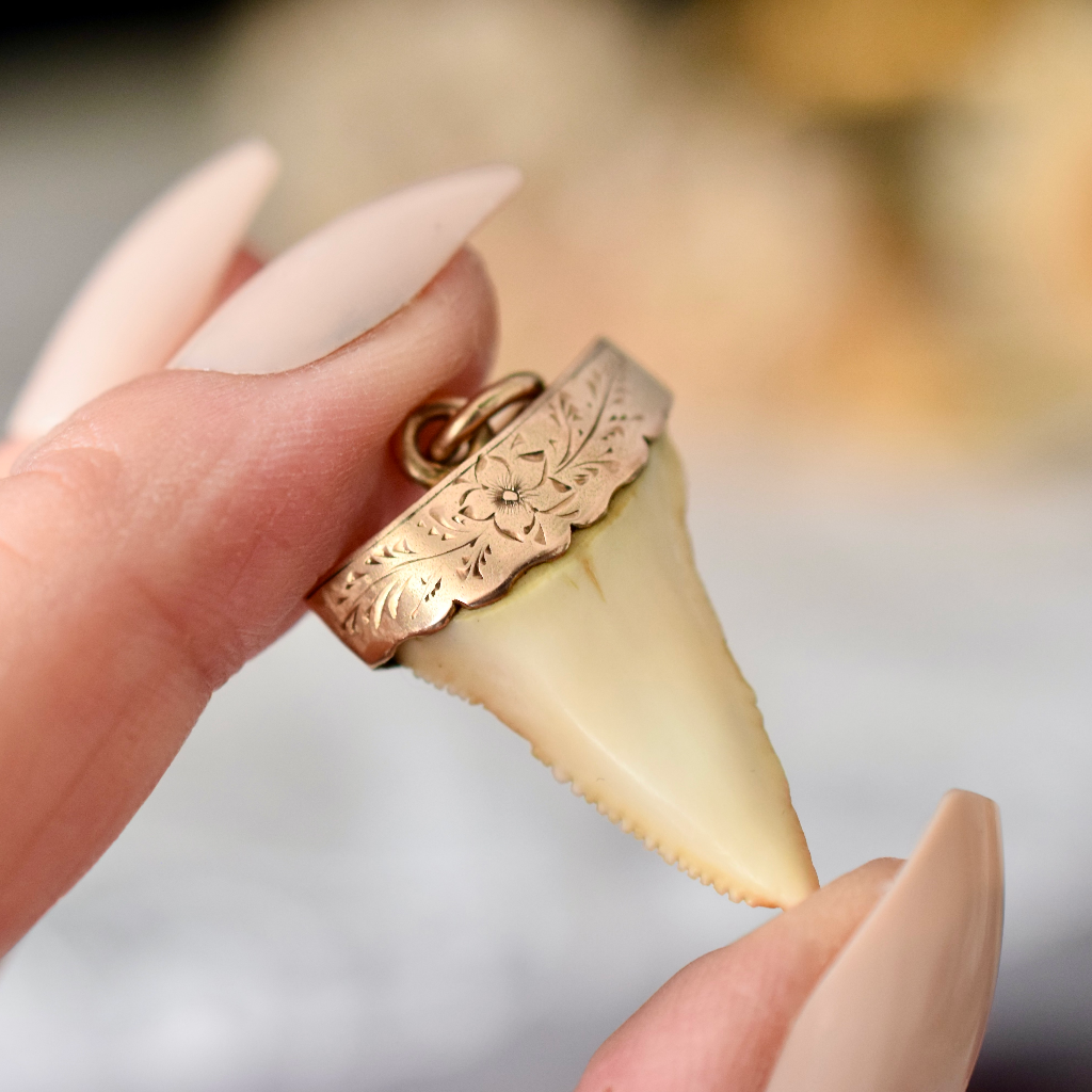 Antique 9ct Rose Gold Sharks Tooth Pendant Circa 1900