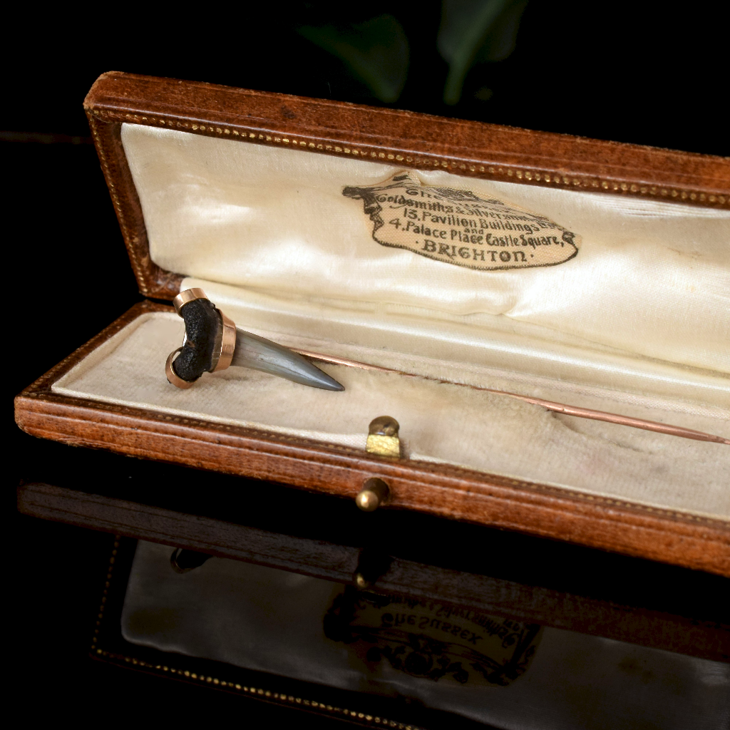 Antique Victorian Genuine Fossilised Sharks Tooth Circa 1880