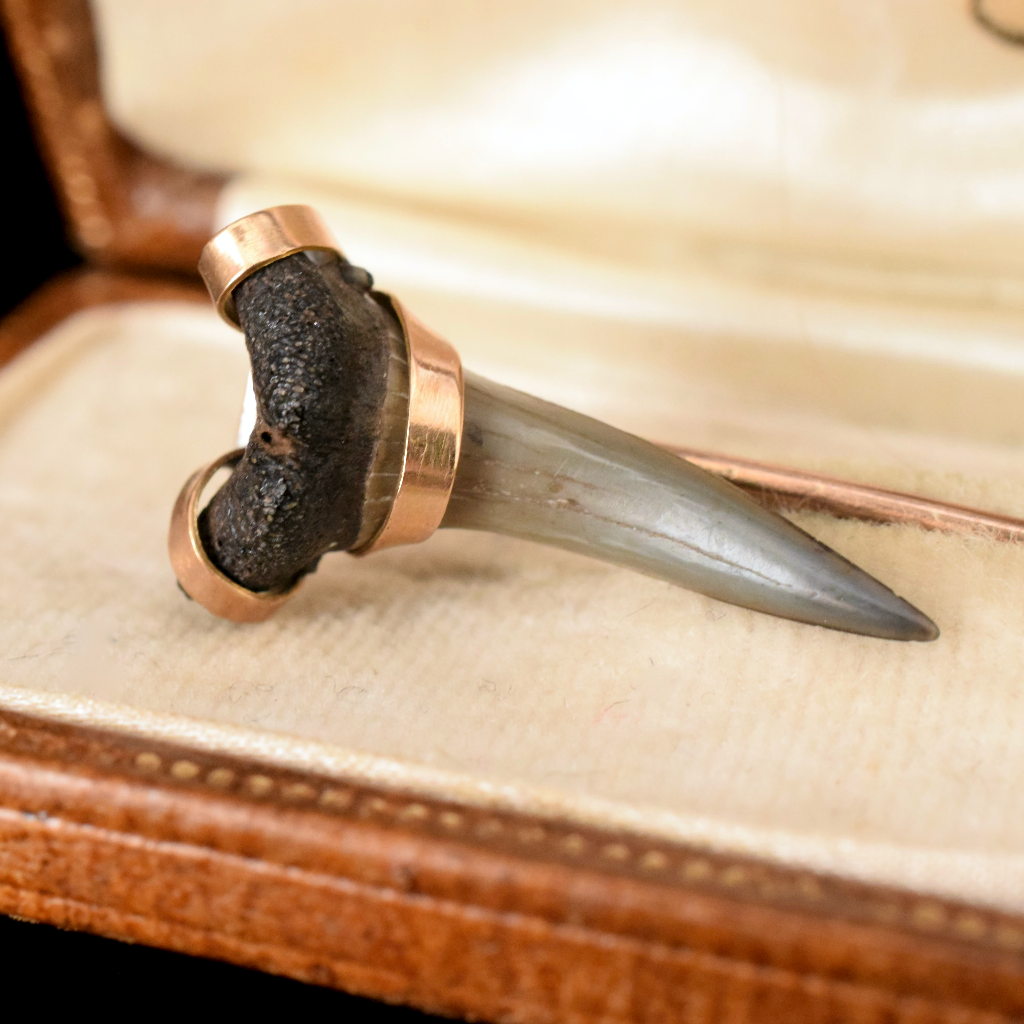 Antique Victorian Genuine Fossilised Sharks Tooth Circa 1880