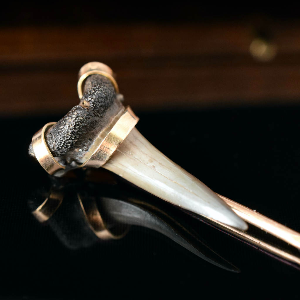 Antique Victorian Genuine Fossilised Sharks Tooth Circa 1880