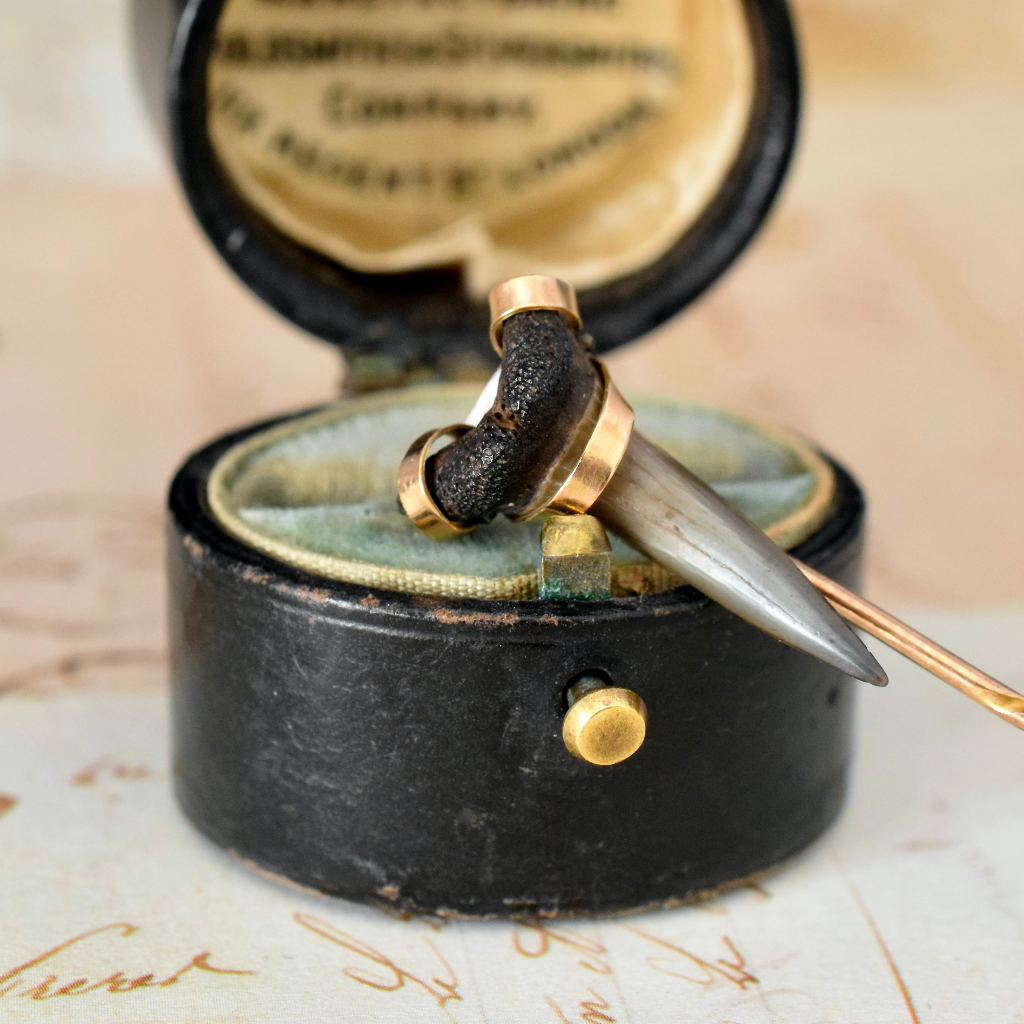 Antique Victorian Genuine Fossilised Sharks Tooth Circa 1880