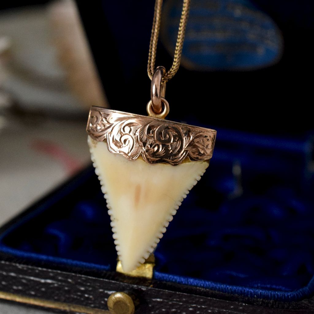 Antique Australian Willis and Sons 9ct Rose Gold Shark Tooth Circa 1905