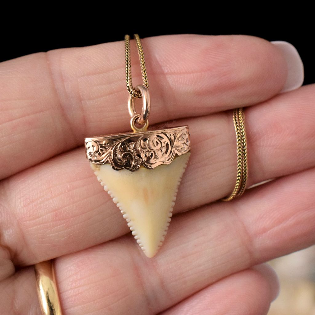 Antique Australian Willis and Sons 9ct Rose Gold Shark Tooth Circa 1905