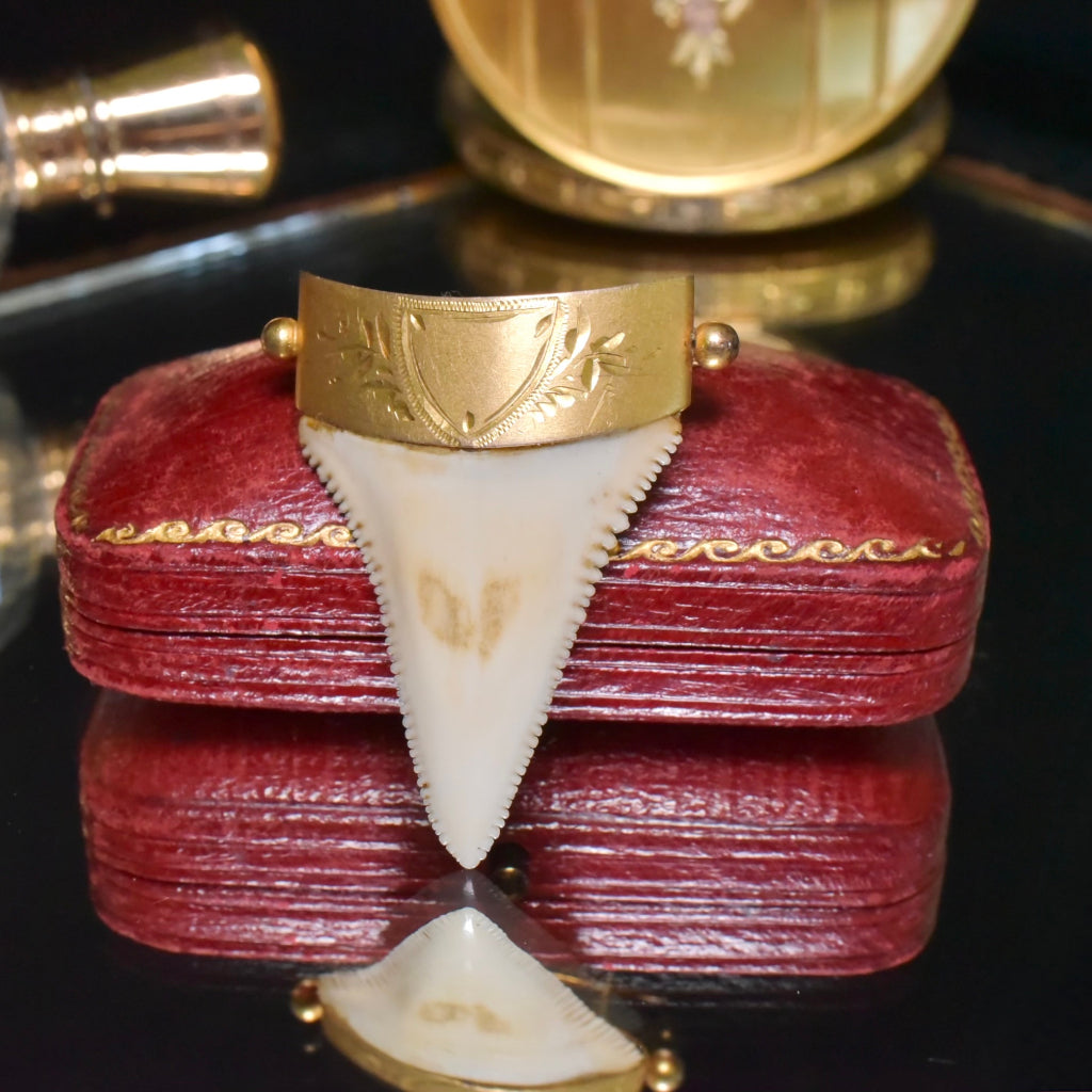 Antique Australian 9ct Gold Large Sharks Tooth Brooch By C. Piers - South Australia Circa 1900-1910