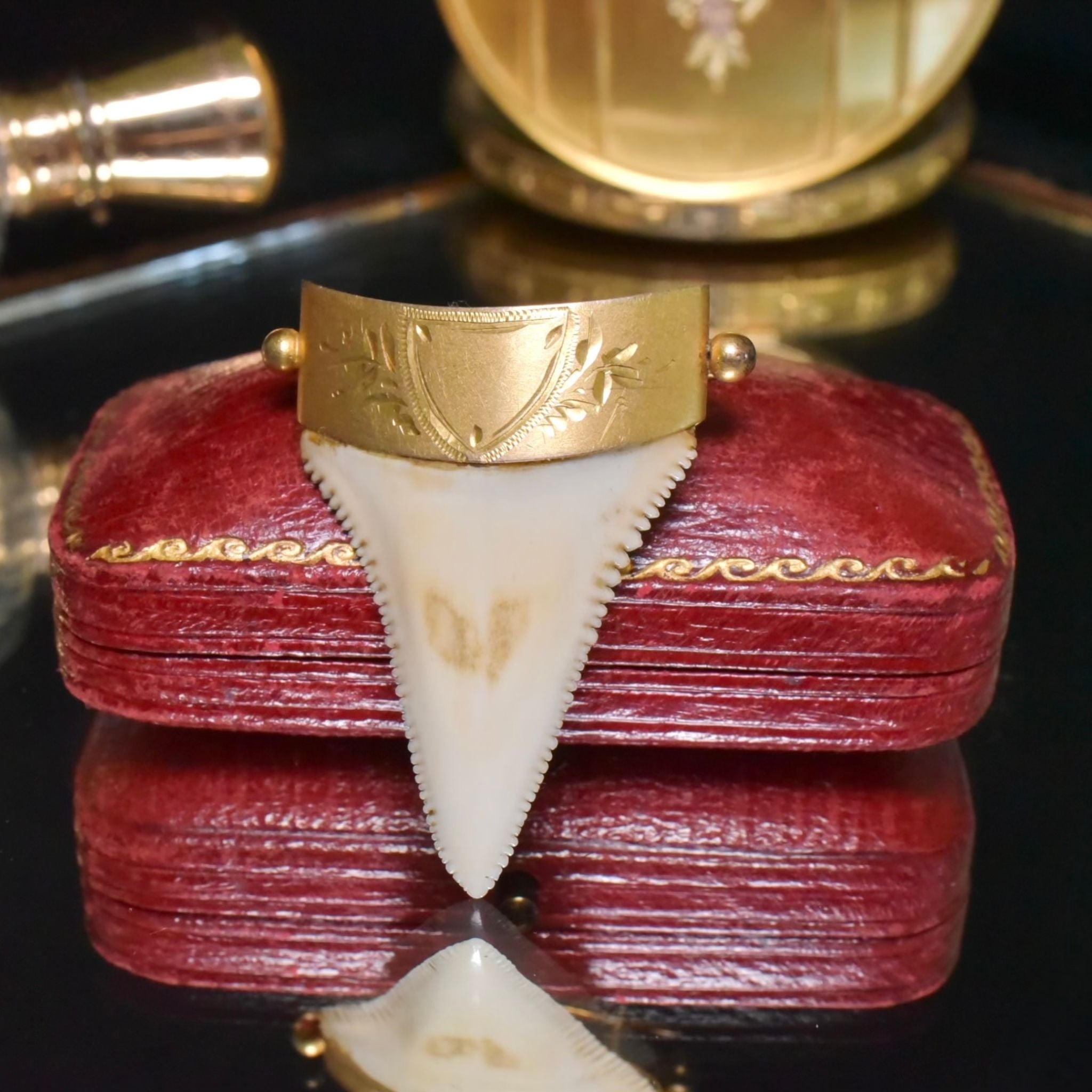 Antique Australian 9ct Gold Large Sharks Tooth Brooch By C. Piers - South Australia Circa 1900-1910