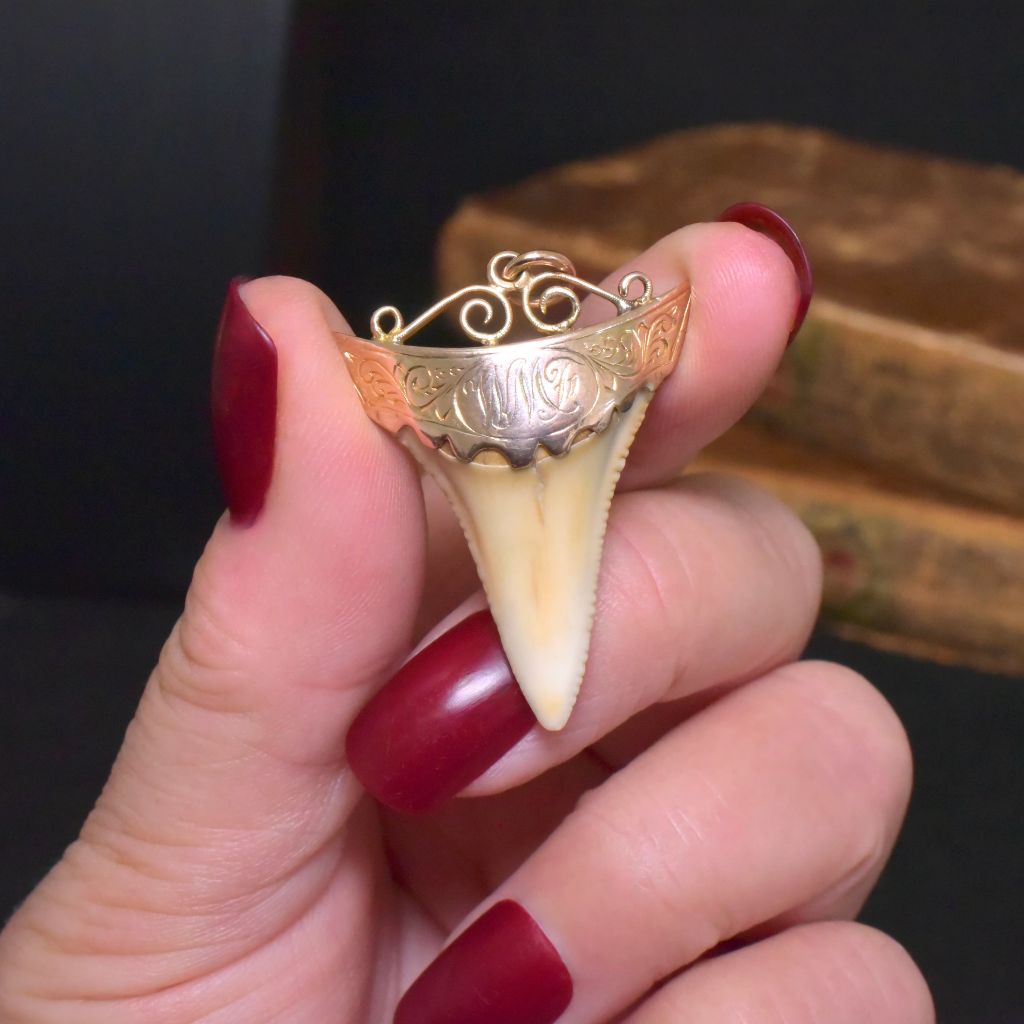 Antique Edwardian Australian 9ct Rose Gold Sharks Tooth Pendant - John Perryman / E.M Perryman, Adelaide Circa 1905-1910