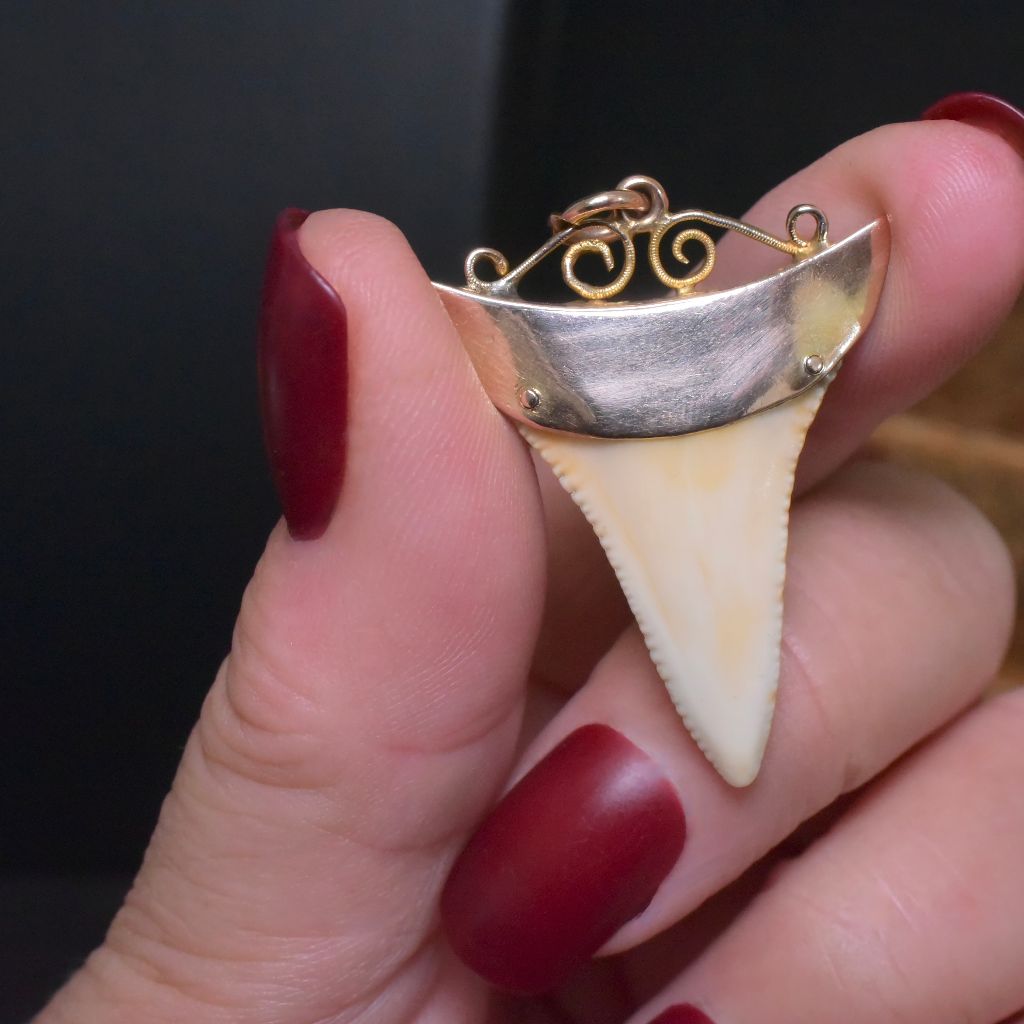 Antique Edwardian Australian 9ct Rose Gold Sharks Tooth Pendant - John Perryman / E.M Perryman, Adelaide Circa 1905-1910