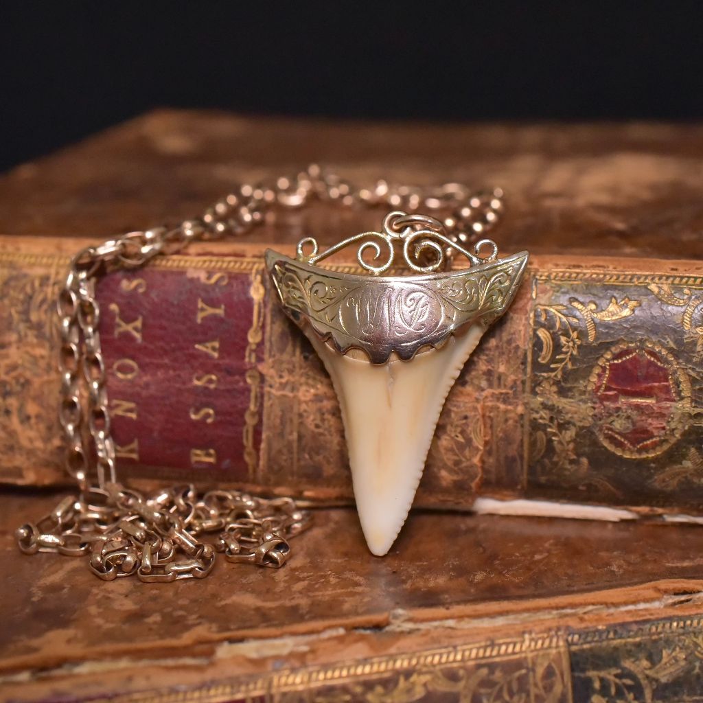 Antique Edwardian Australian 9ct Rose Gold Sharks Tooth Pendant - John Perryman / E.M Perryman, Adelaide Circa 1905-1910