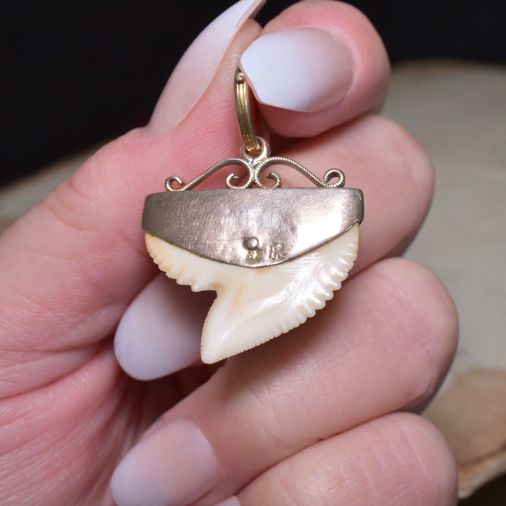 Antique Edwardian 9ct Rose Gold Sharks Tooth Fob / Pendant Circa 1900-1910