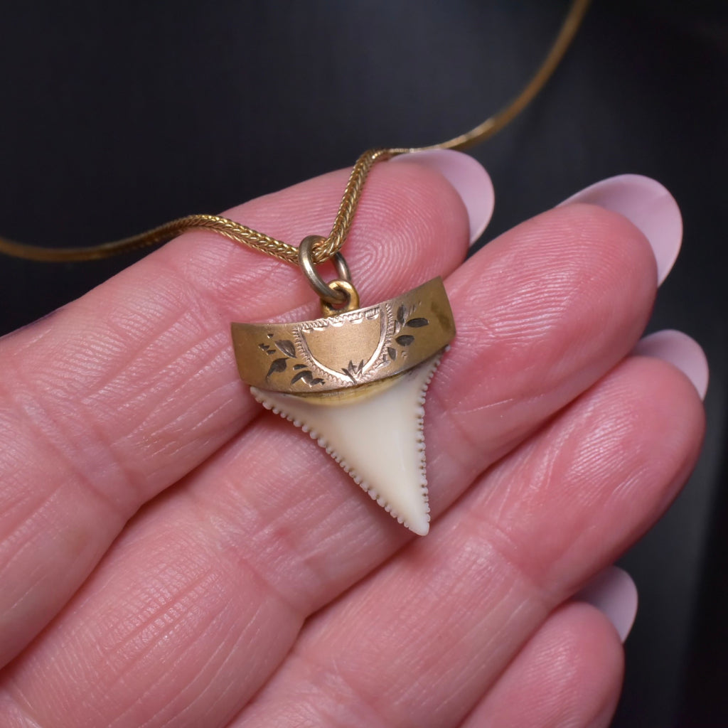 Antique Australian 9ct Gold Sharks Tooth Fob Pedant Charm By C. Piers - Circa 1900