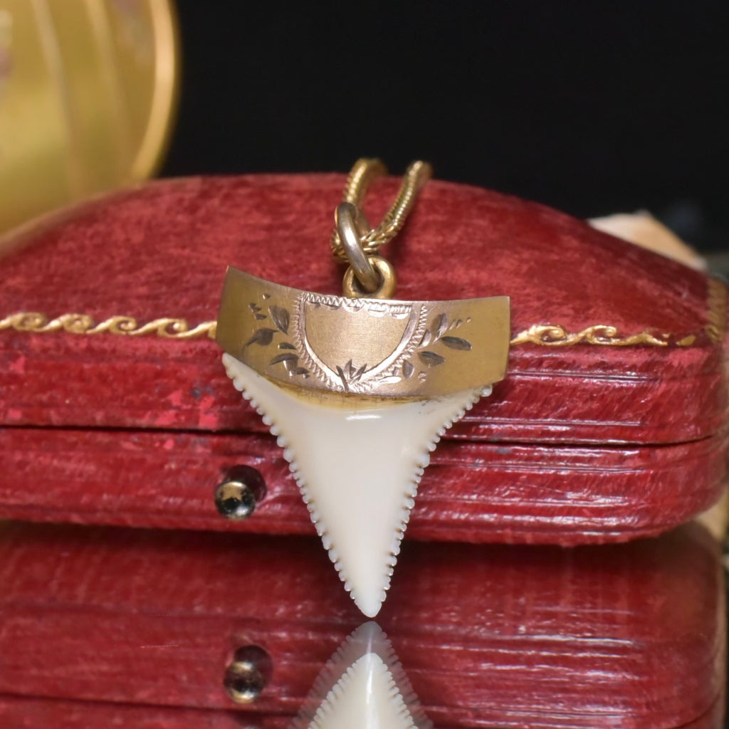 Antique Australian 9ct Gold Sharks Tooth Fob Pedant Charm By C. Piers - Circa 1900