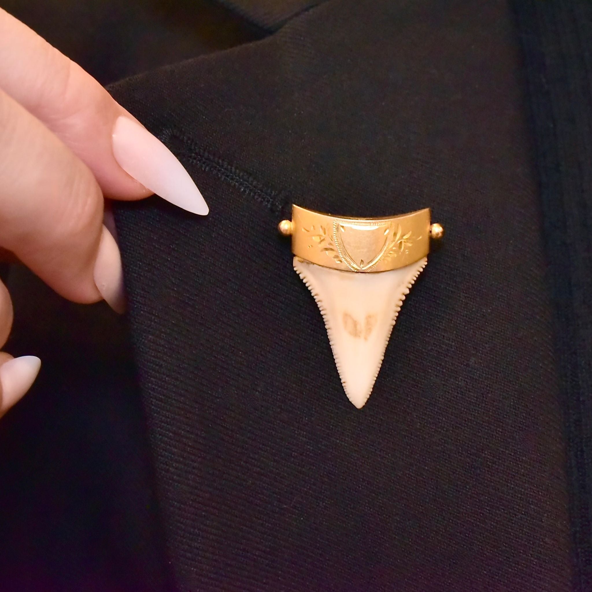 Antique Australian 9ct Gold Large Sharks Tooth Brooch By C. Piers - South Australia Circa 1900-1910