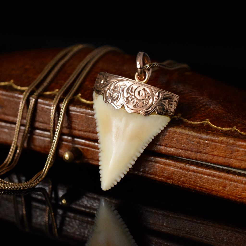 Antique Australian Willis and Sons 9ct Rose Gold Shark Tooth Circa 1905
