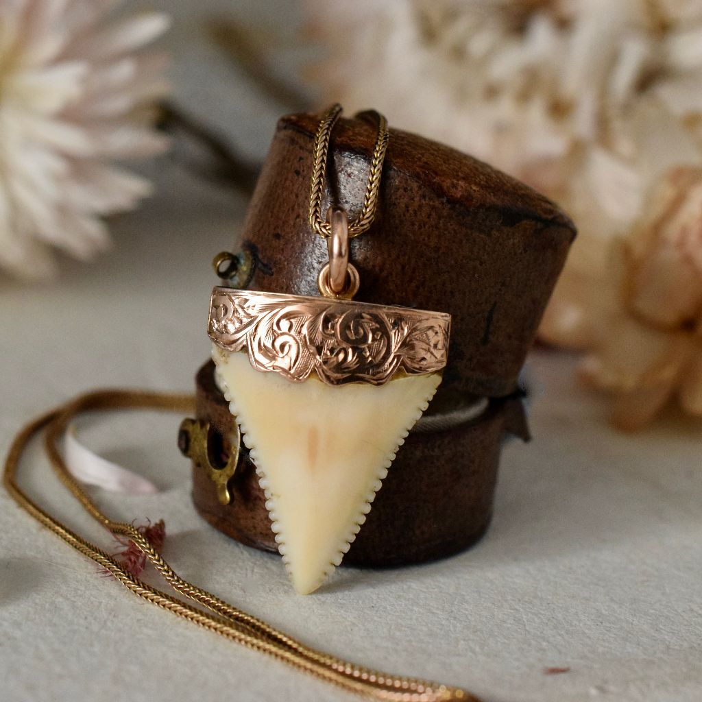 Antique Australian Willis and Sons 9ct Rose Gold Shark Tooth Circa 1905